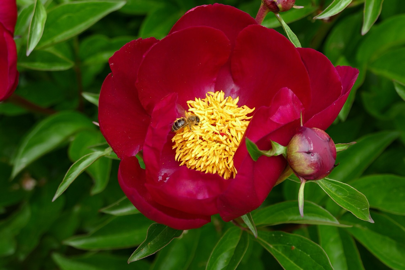 A deep red peony with a golden centre among green leaves