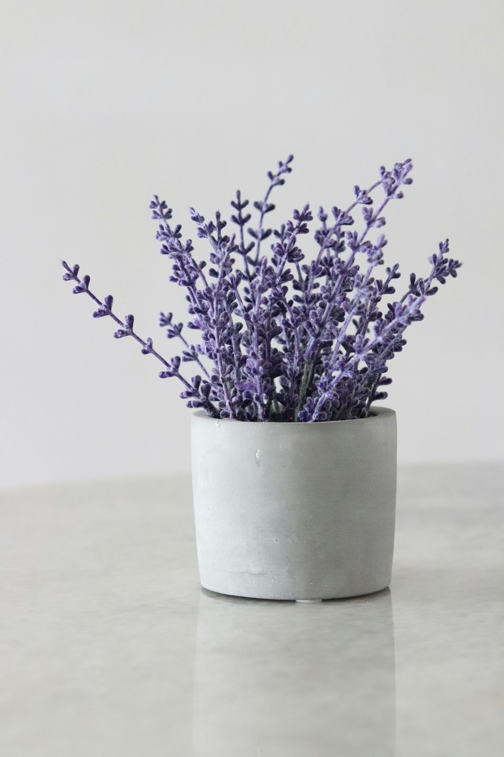 A small pot of lavender on a white surface