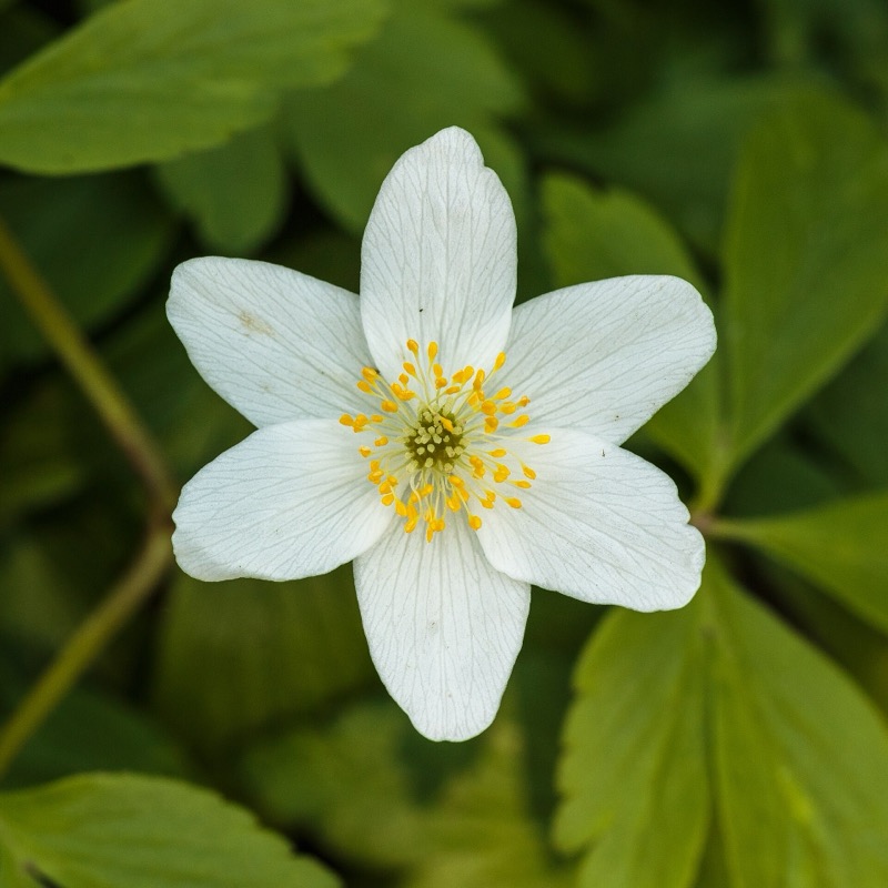 A white wood anemone flower among green leaves