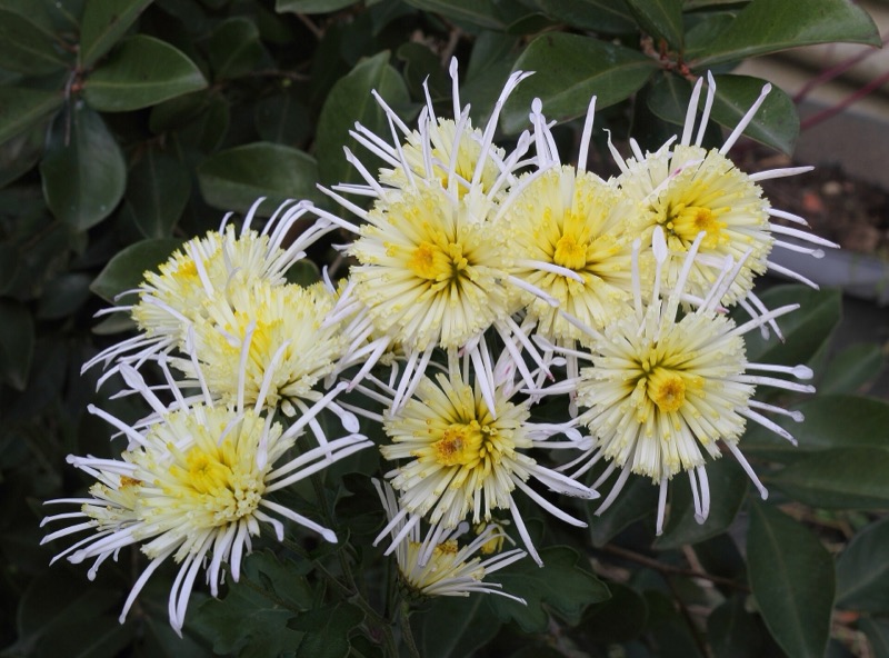 White spider chrysanthemums with yellow centres