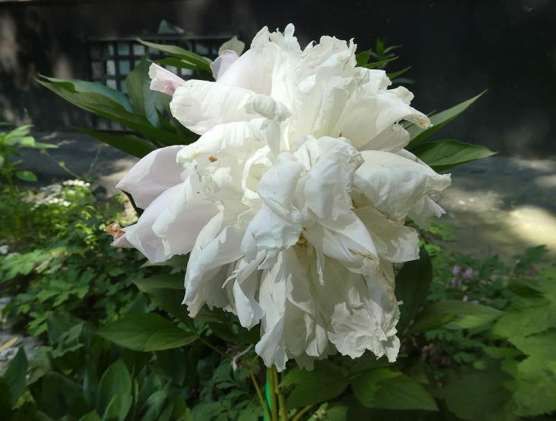 A white double peony flower in a garden