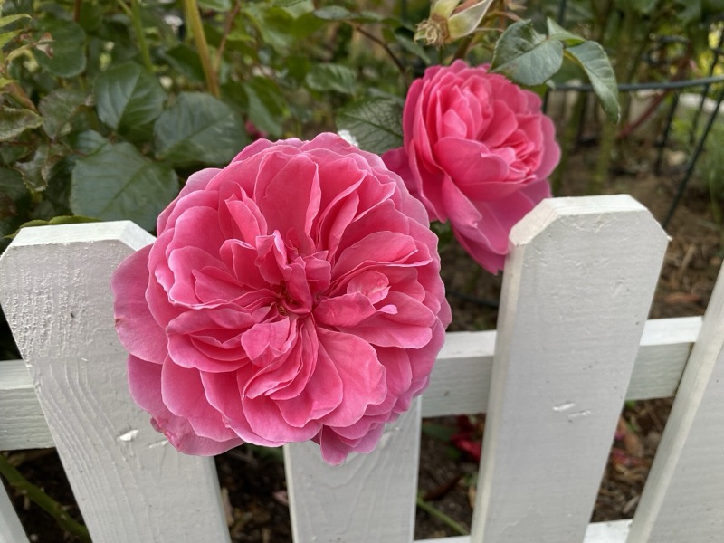 A pink garden rose over a white picket fence