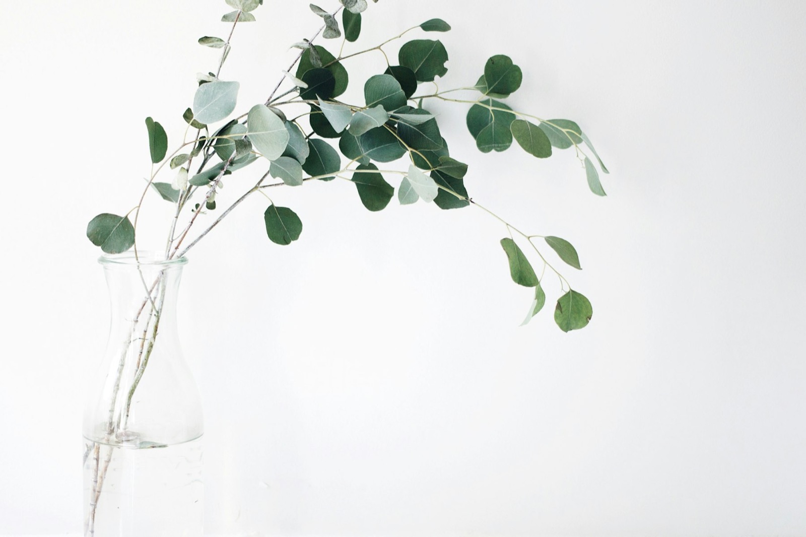 Eucalyptus stems in a clear glass vase against a white wall