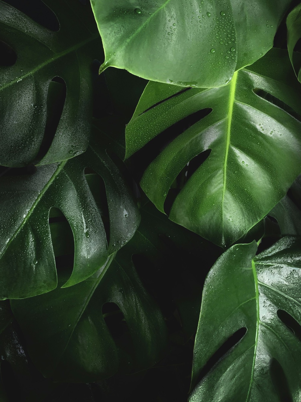 Large monstera leaves in dappled light