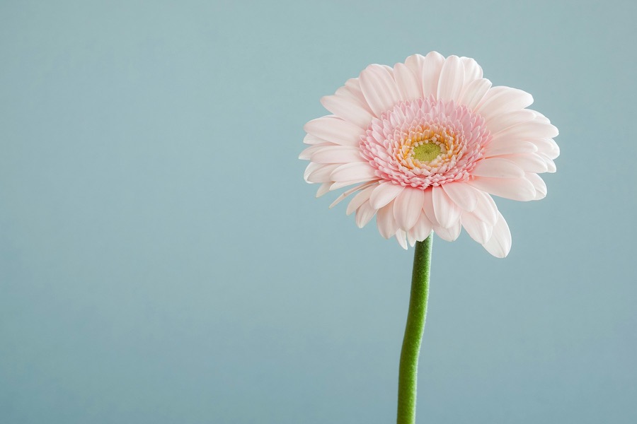 A pink gerbera daisy on a single stem against a pale blue wall