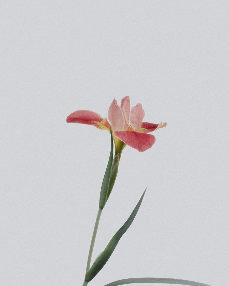 A single flower stem with leaves against a pale background