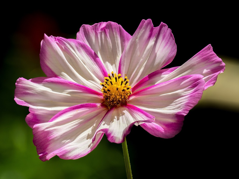 A white cosmos flower edged in magenta