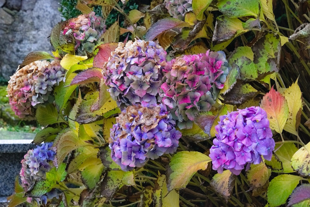 Hydrangea heads turning purple and pink in autumn