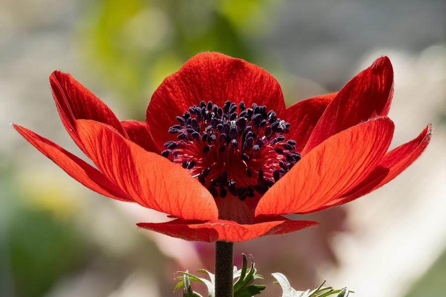 A red anemone with a dark centre