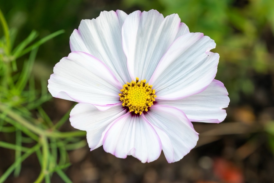 A white cosmos flower in a garden