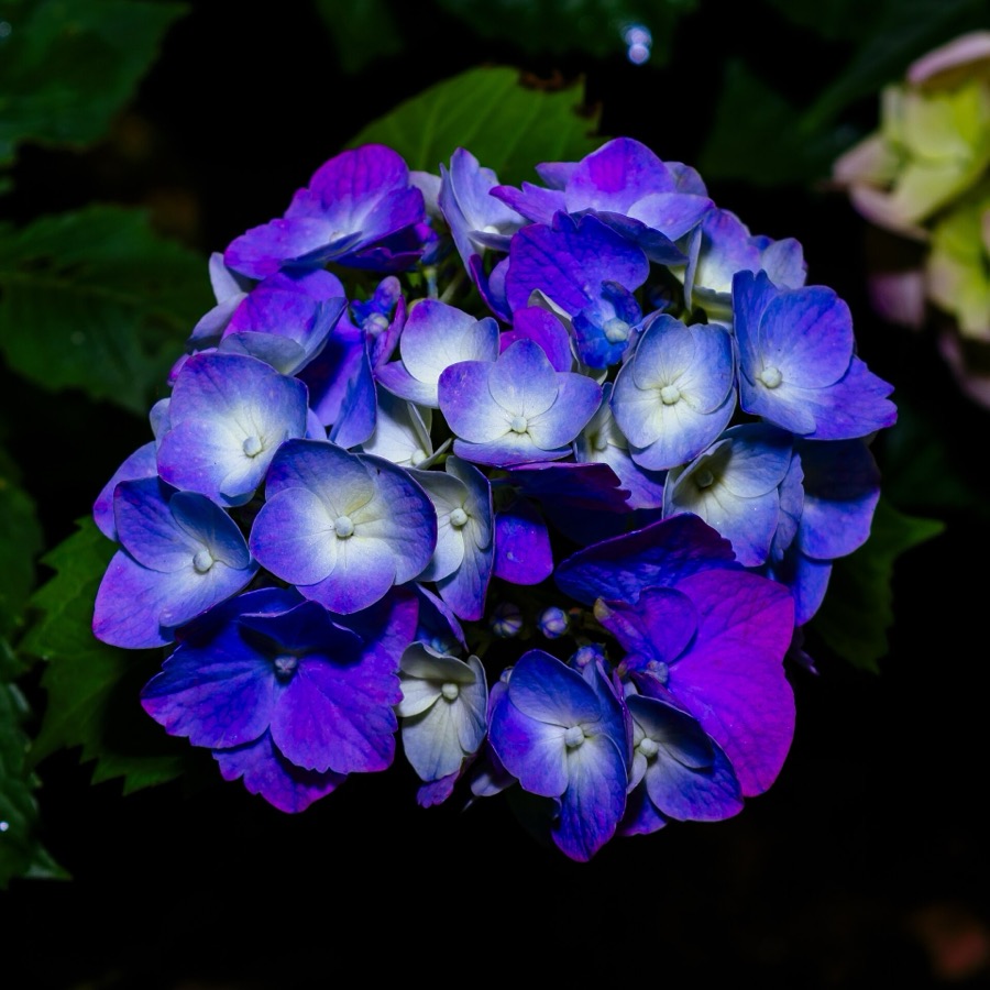 A deep blue hydrangea head