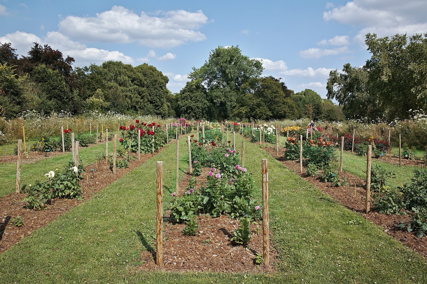 Rows of staked dahlia plants on a cutting-flower farm