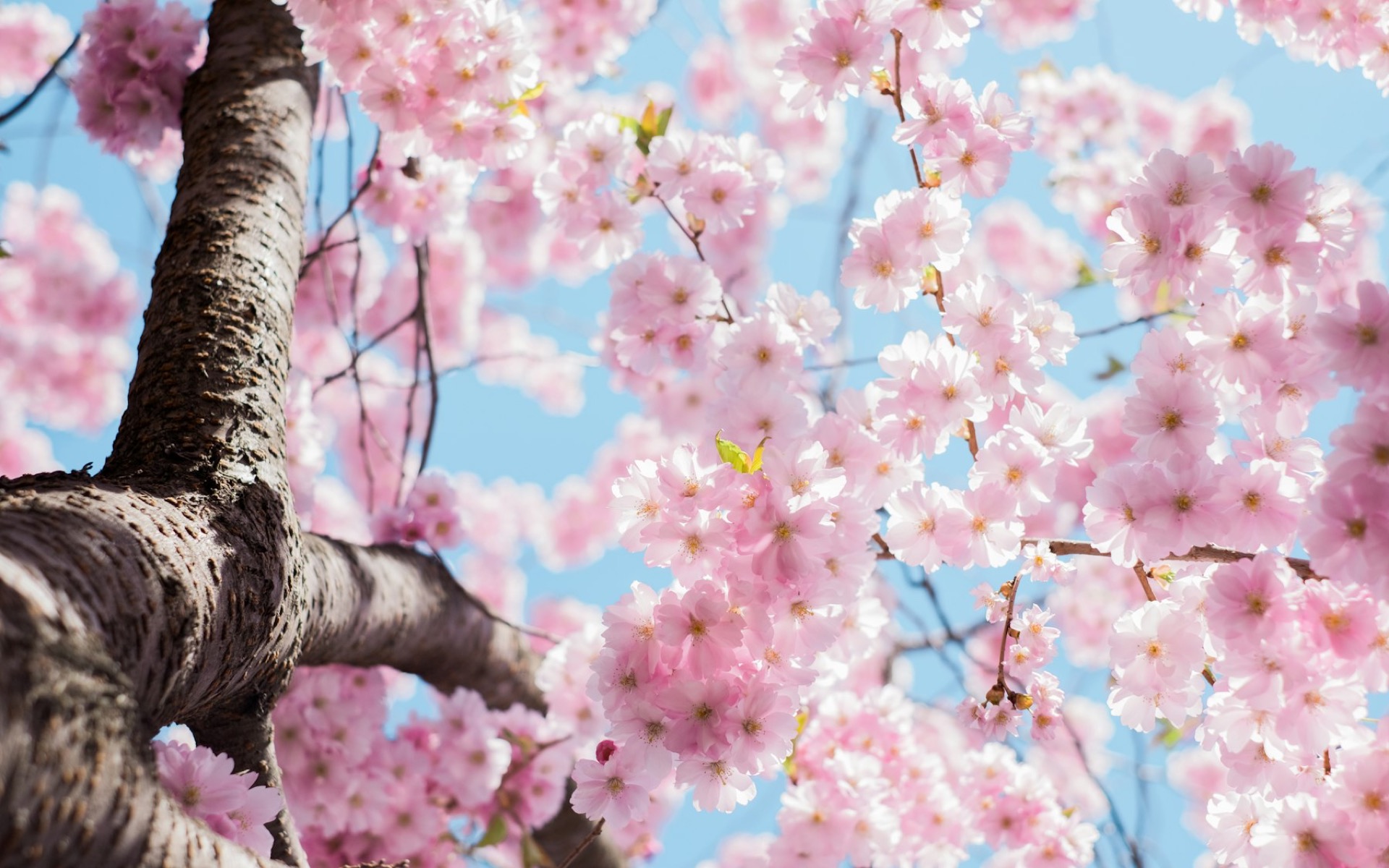 Pink cherry blossom branches against a pale blue sky