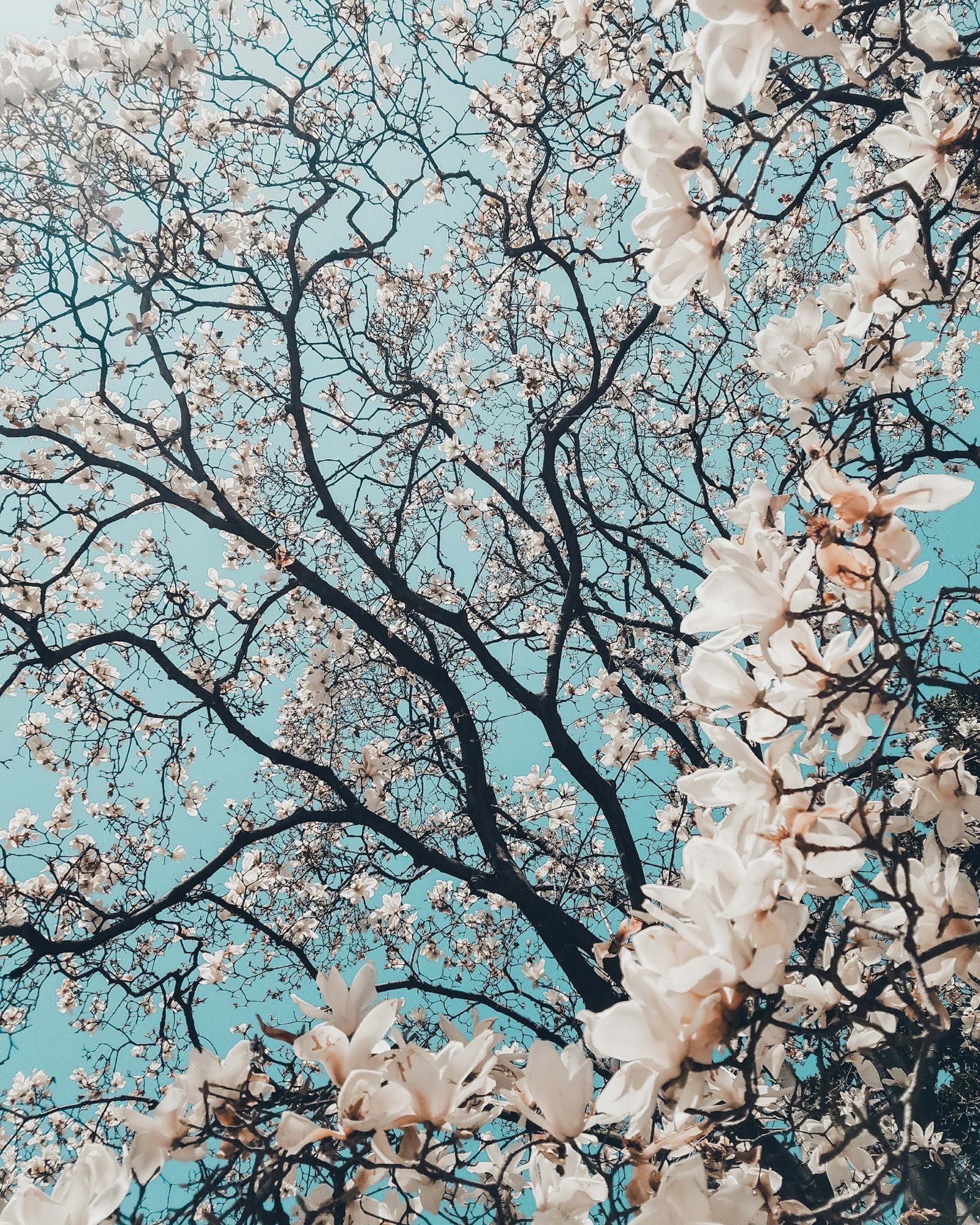 Branches of pale blossom against a blue sky