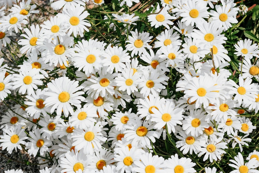A meadow of white daisies
