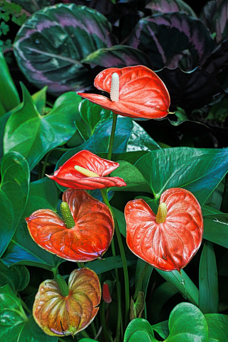 Red anthurium flowers with glossy leaves