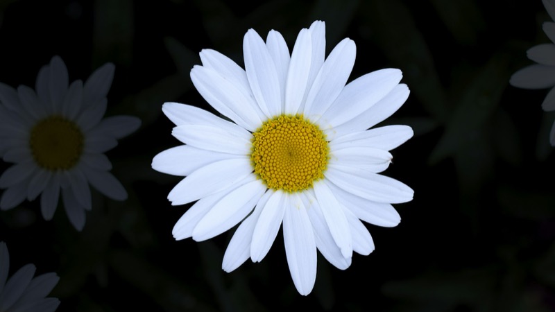 A white daisy against a dark background