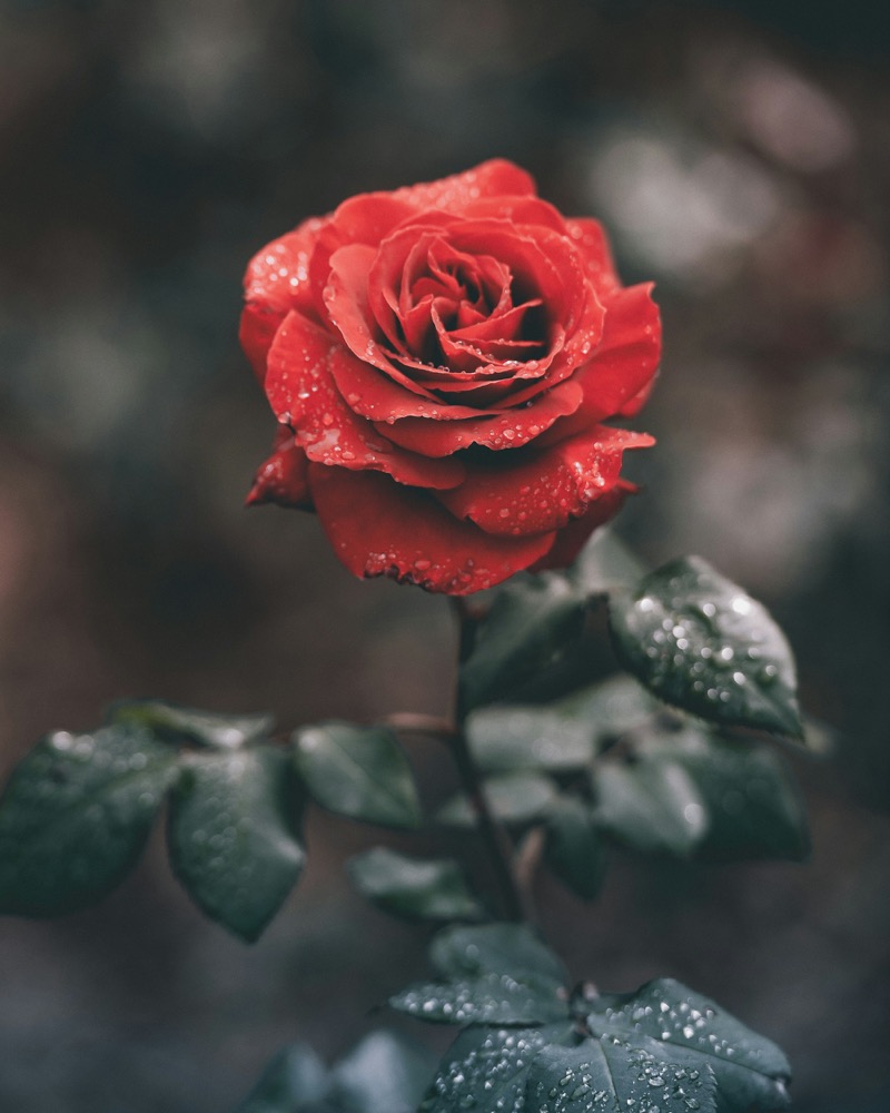 A single red rose with water droplets