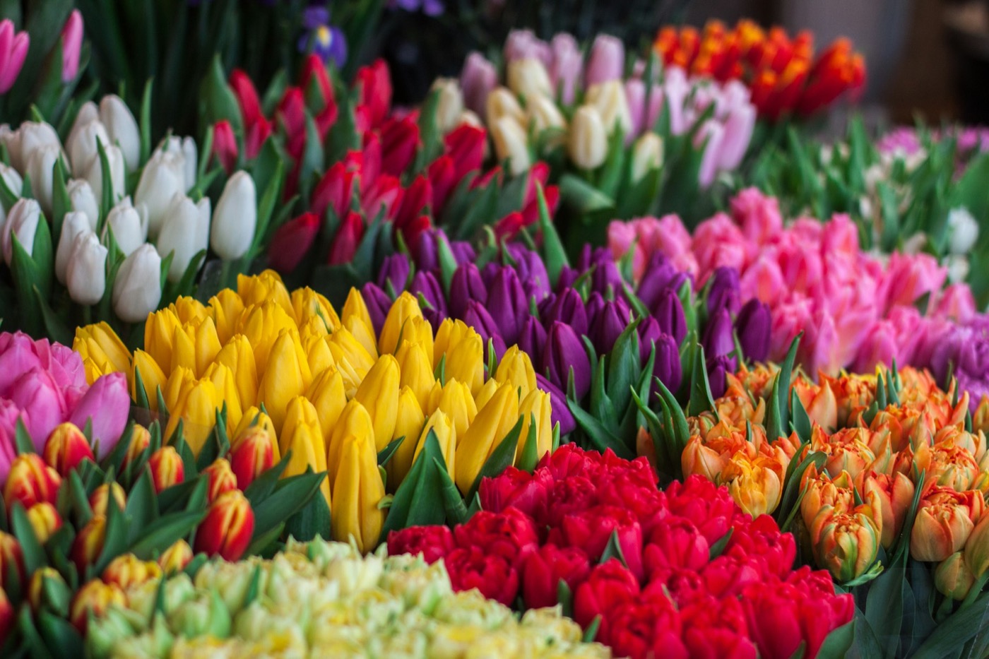 Rows of bright tulips at a flower market