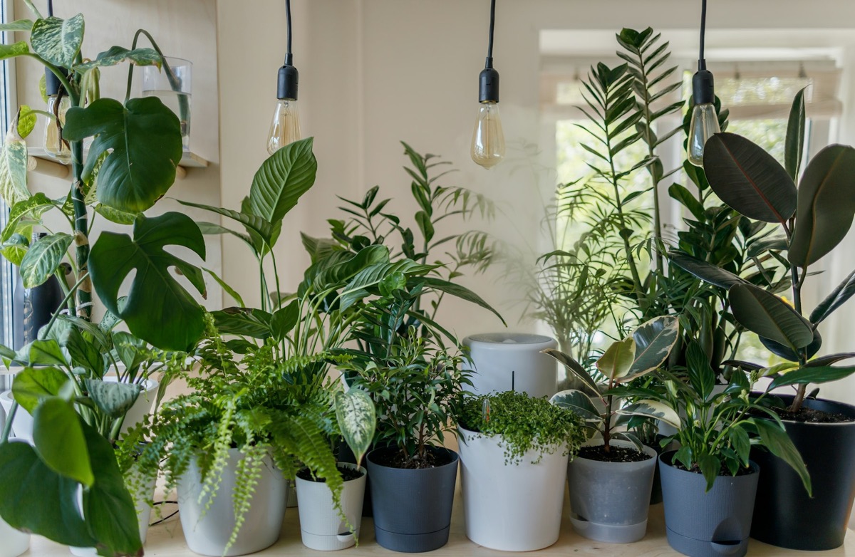Potted house plants on shelves in a bright plant shop