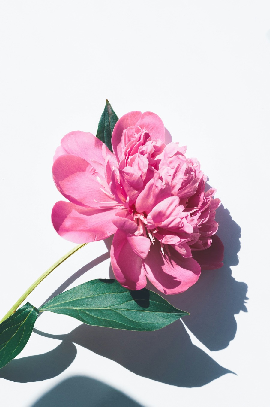 A pink peony with leaves against a white background