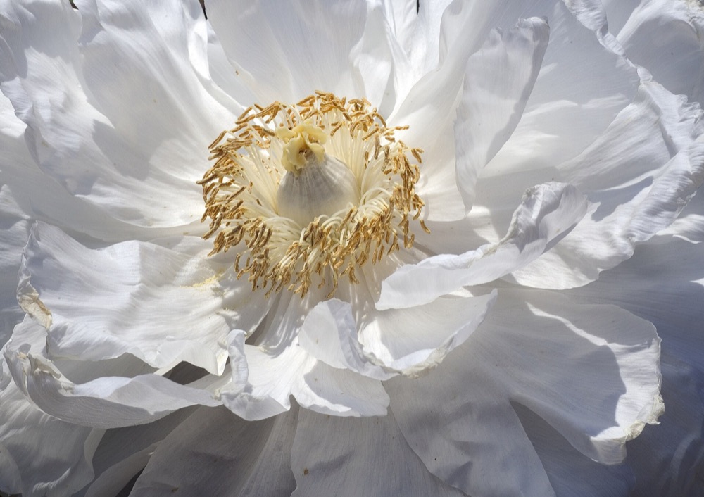 A single white tree peony with golden stamens